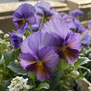パンジー,ガーデニング,花のある暮らし,スカビオサブルーバルーン,おうち園芸の画像