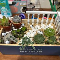 虹の玉,月の王子,サブセシリス,十字星,十字星の画像