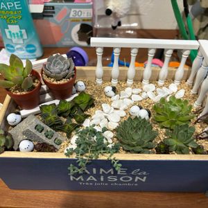 虹の玉,月の王子,サブセシリス,十字星,十字星の画像