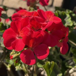 ゼラニウム,鉢植え,花のある暮らし,緑のある暮らし,beautifulの画像