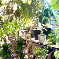 ゴムの木,フィカス ルビー,フィカス,フィカス属,癒しの空間の画像