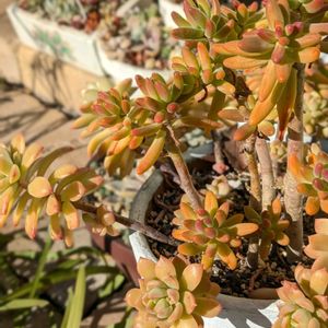 八千代,マッコス,多肉植物,セダム属,エケベリア属の画像