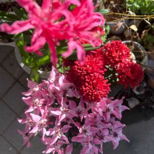 キク、ネリネ、シクラメン,玄関アプローチの画像