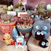 多肉植物,多肉女子,多肉植物好き,多肉植物が好きな人と繋がりたい,毎月16日はトトロの日の画像