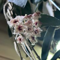 チランジア,チランジア　イオナンタ,ネギ,ネギ,ネギの画像