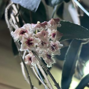 チランジア,チランジア　イオナンタ,ネギ,ネギ,ネギの画像