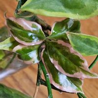 モクキリン,斑入りモクキリン,室内,グリーンアクセサリー♪,サボッチの画像