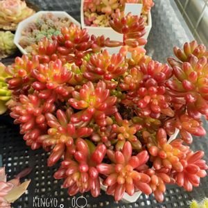 セダム,虹の玉,赤い多肉,多肉植物の紅葉,ベランダ多肉の画像