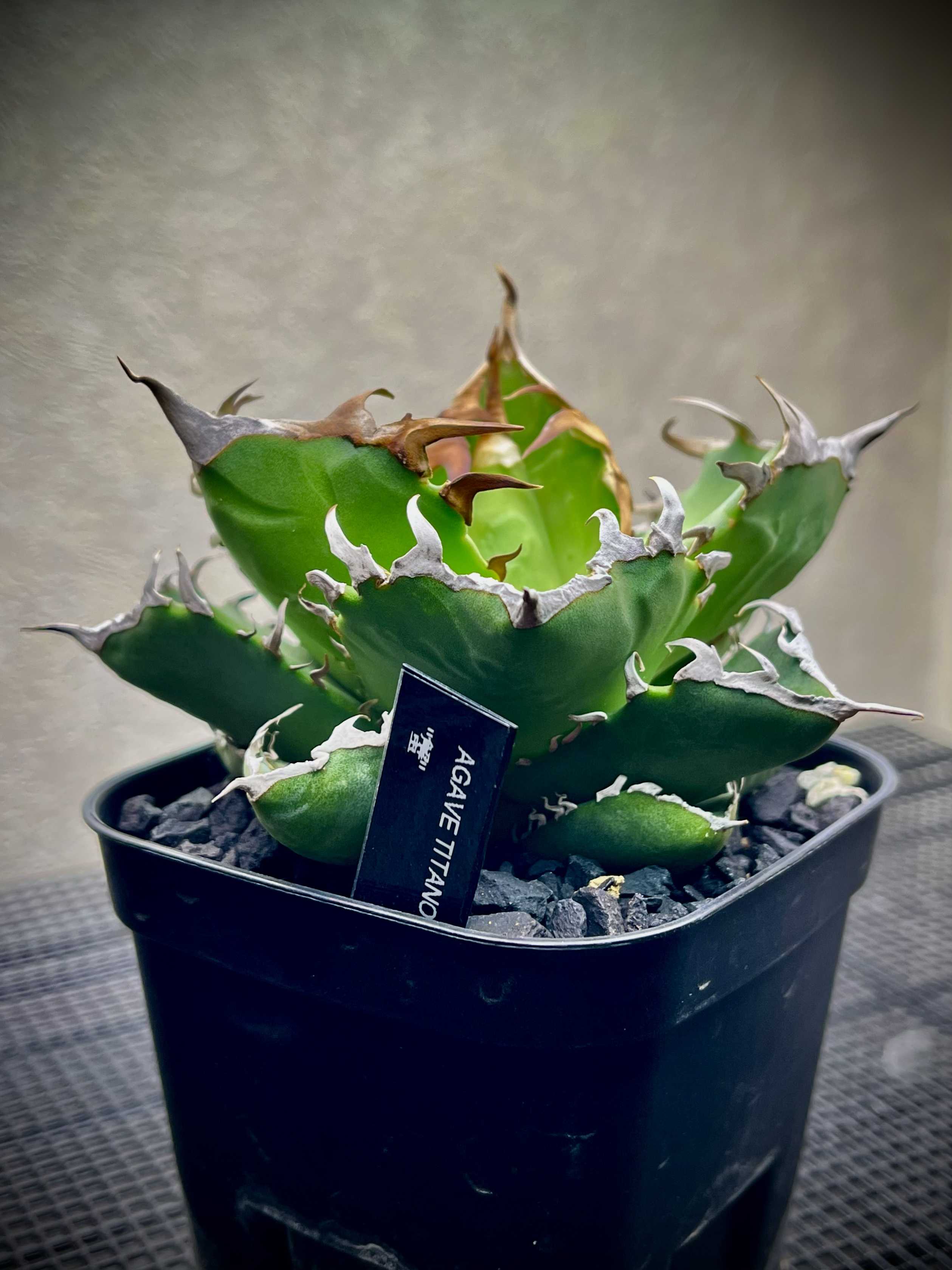 珍奇植物・ビザールプランツの投稿画像一覧｜🍀GreenSnap（グリーン