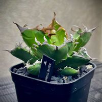 アガベ チタノタ 蟹,多肉植物,アガベ属,珍奇植物,神奈川タニラーの画像