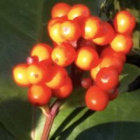 ヒヤシンス,サネカズラ,オモトの実,センリョウの実✨,クリスマスホリーの赤い実の画像