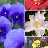 ハイビスカス,パンジー,ベルギー マム,多肉植物,観葉植物の画像