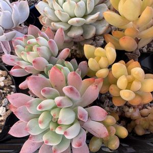 オウレイ,ブルーエルフ,多肉植物,紅葉する多肉の画像