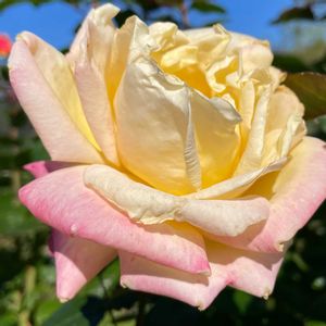 花壇,お出かけ先で,家庭菜園の画像