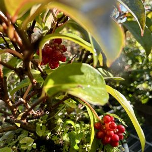 サネカズラ,サネカズラ(雄花),サネカズラ(雌花),鉢植え,赤い実の画像