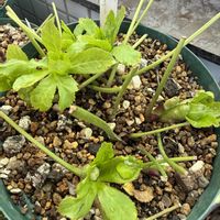 クリスマスローズ,花芽,ベランダガーデニング,バルコニーガーデニング,クリスマスローズ愛同盟の画像