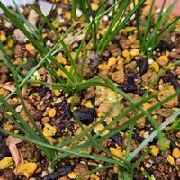 スノードロップ,スノードロップ,ペチコート水仙,ペチコート水仙,アイフェイフォンの画像