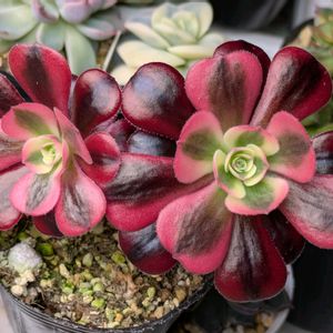 寄せ植え,多肉植物,葉挿し,リメ缶,多肉寄せ植えの画像