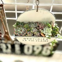 多肉植物,多肉寄せ植え,GS日和の画像