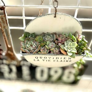 多肉植物,多肉寄せ植え,GS日和の画像