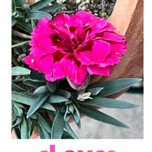 カーネーション,鮮やか ,美しい,花のある暮らしの画像