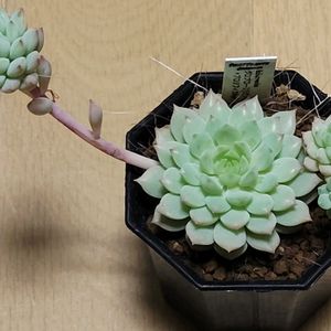 鉢植え,エケベリア属,多肉大好き,多肉中毒,多肉多肉多肉の画像