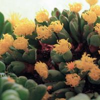 メセン,コノフィツム属,タニラー,その他部屋の画像