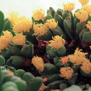 メセン,コノフィツム属,タニラー,その他部屋の画像