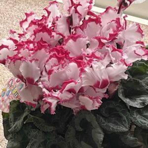 レウィシア,レウィシア,パンジー,パンジー,シクラメン ビクトリアの画像