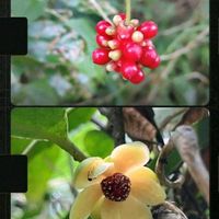 サボテン,ツルリンドウ,マルバノキ,マルバノキ,キダチアロエの画像