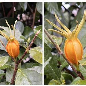 クチナシ,クチナシ,梔子,梔子,クチナシの実の画像