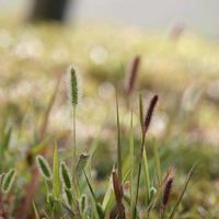 ムラサキエノコロ,ムラサキエノコロ,エノコログサ,エノコログサ,エノコログサの画像