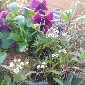 お気に入り,放置栽培,私の癒し,種から育てる,お花のある暮らしの画像