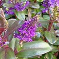 ベロニカ,かわいい,可愛い,紫の花,癒しの画像