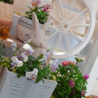 アネモネ,アリッサム,ヘリクリサム,パンジー ローブドゥアントワネット,横浜セレクション ラブフォーユーの画像