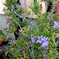 ローズマリー,ローズマリー リース,忘年会！,花畑牧場のカタラーナ入りパフェ,ハーブの画像