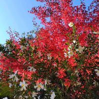 キンカン,モミジ,山茶花(さざんか）,城山神社の画像