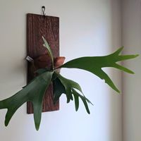 ビカクシダ,ビカクシダ アルシコルネ,観葉植物,シダ植物,葉っぱの画像