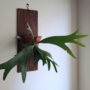 ビカクシダ,ビカクシダ アルシコルネ,観葉植物,シダ植物,葉っぱの画像