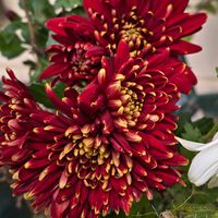 キク,感謝,花のある暮らし,いつまでも,き　れ　い❤の画像