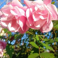 アリッサム,アリッサム,オダマキ,デルフィニウム,デルフィニウムの画像