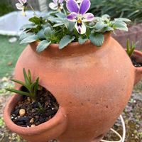 ムスカリ,ビオラ,リュクスラパン,寄せ植え,ストロベリーポットの画像