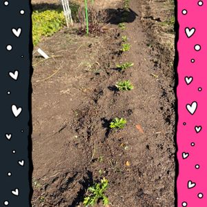 アセビ,コブシ,ノースポール,ユキヤナギ,紅葉（こうよう）の画像