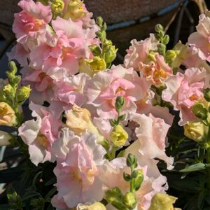 ピンクワールドへ ようこそ,キッチン,玄関アプローチの画像