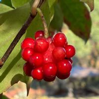 クワ,ラクウショウ,サネカズラ,ホウオウシャジンの画像