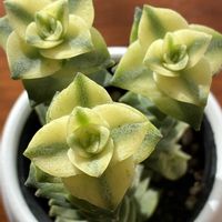 南十字星,コサギ,多肉植物,いつもありがとう♡,花日記の画像