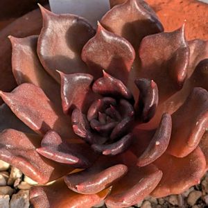 ブラックマディバ,多肉植物,多肉女子,多様性を愛する会,人に優しくの画像