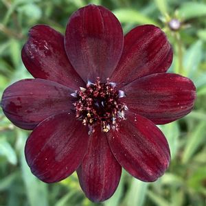 コスモス,コスモス,チョコレートコスモス,チョコレートコスモス,公園の画像