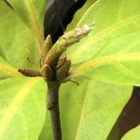 どんぐり,花芽？,オキナワウラジロガシの画像