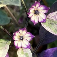 観賞用トウガラシ,観賞用トウガラシ,観賞用トウガラシ・パープルフラッシュ,観賞用トウガラシ・パープルフラッシュ,公園の画像